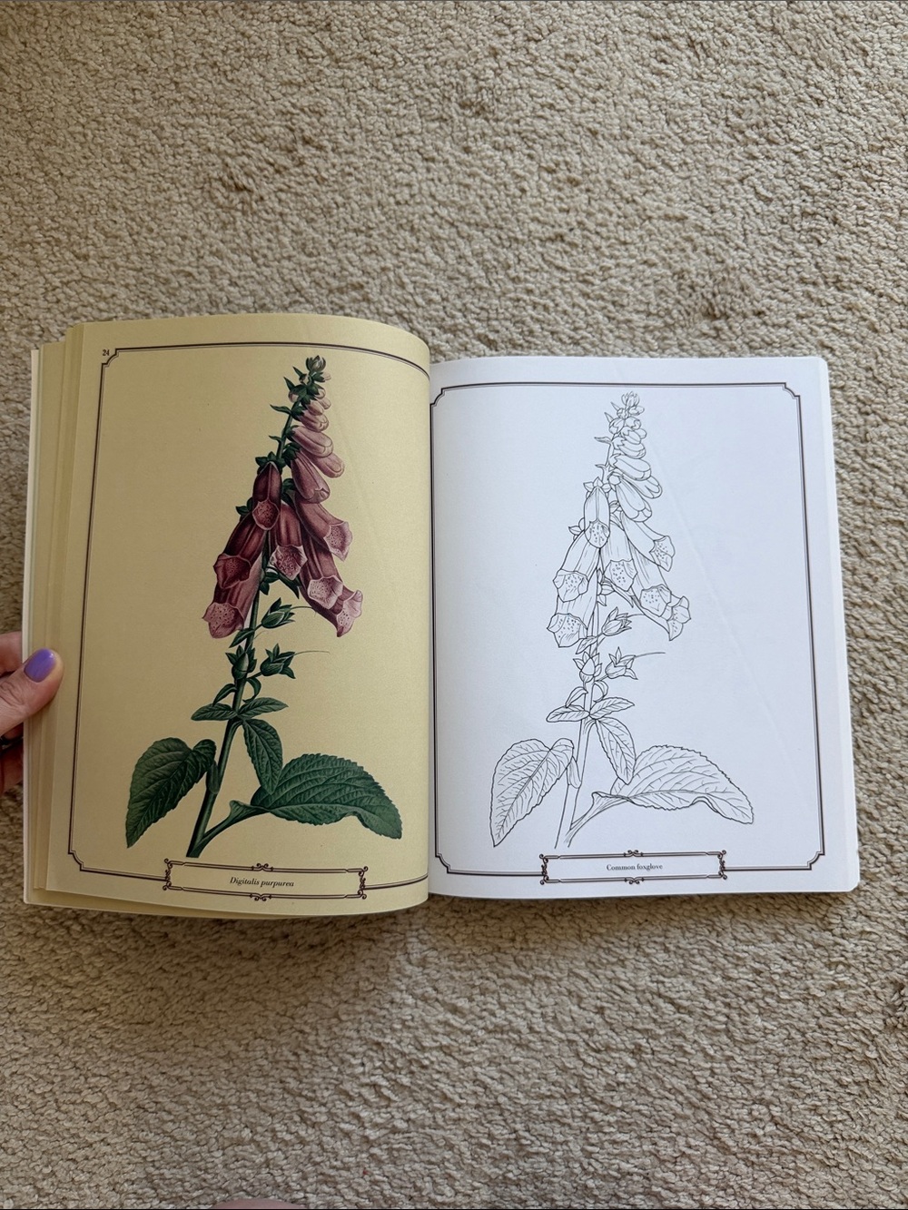 The Beautiful Nature Coloring Book - Picture 4 of 6